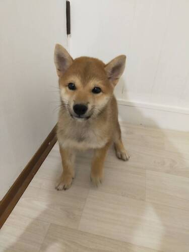 柴犬・豆柴 犬の販売・譲渡 9556 豆柴女の子