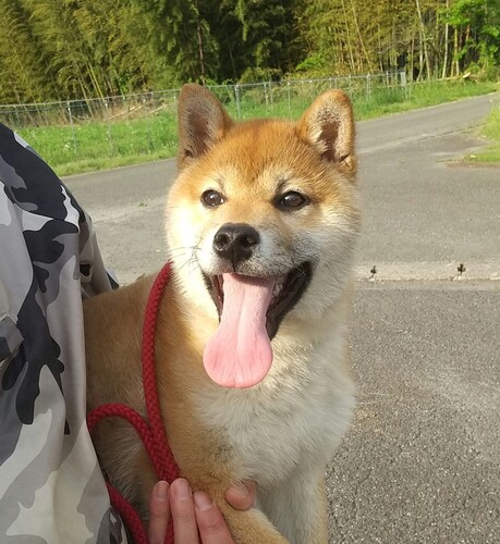 柴犬子犬(オス)血統書付 犬の販売 9558