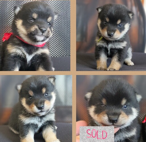 ★両親犬豆柴★先祖3代14頭全て豆柴★ 犬の販売 9559
