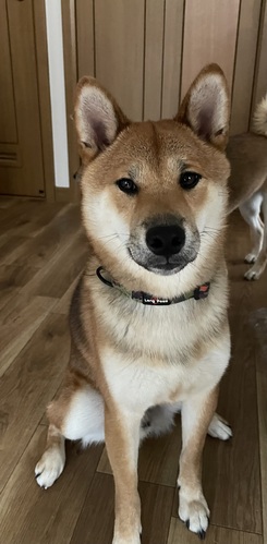 柴犬・豆柴 犬の販売・譲渡 9561 募集終了