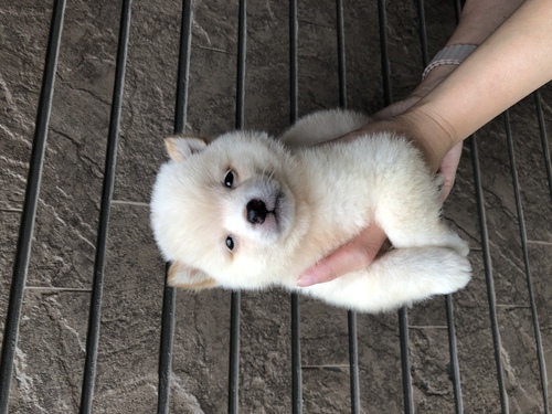 柴犬・豆柴 犬の販売・譲渡 9564 とっても可愛い白豆柴くん