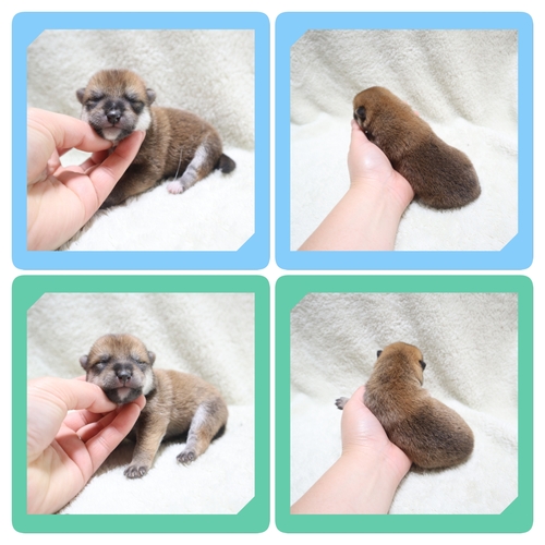 柴犬・豆柴 犬の販売・譲渡 9569 ●赤柴兄弟●
