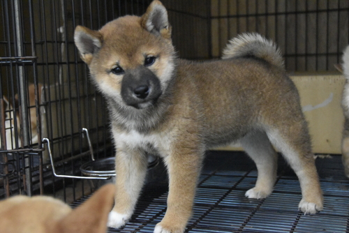柴犬・豆柴 犬の販売・譲渡 9570 生後2か月のオスの仔犬