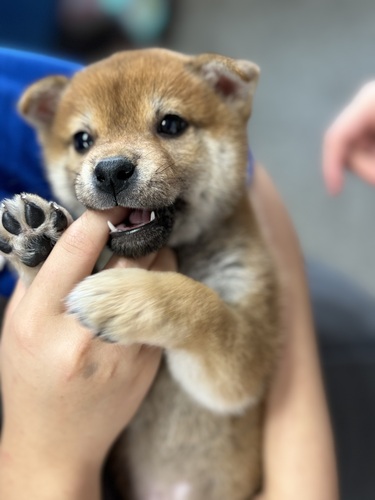 柴犬・豆柴 犬の販売・譲渡 9573 豆柴ベビーフェイス