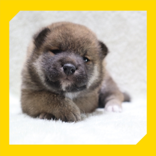 柴犬・豆柴 犬の販売・譲渡 9574 ●赤柴の女の子●