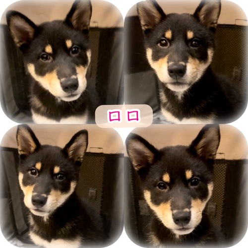 黒豆柴の女の子 犬の販売 9580