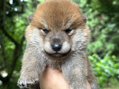 柴犬・豆柴 犬の販売・譲渡 9581 募集を終了させて頂きます^ ^