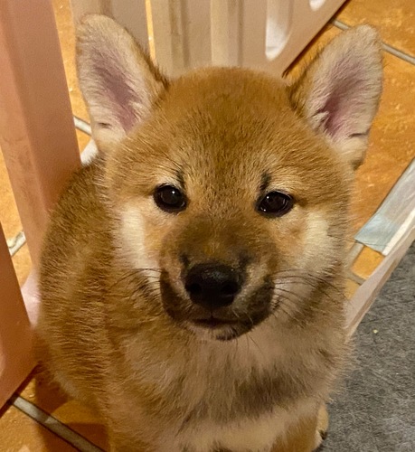 ショータイプ 柴犬 小さめな子達 犬の販売 9585