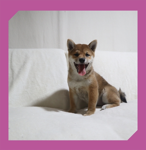 柴犬・豆柴 犬の販売・譲渡 9586 ●赤柴・総額価格です。●