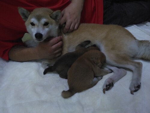柴犬・豆柴 犬の販売・譲渡 9588 かわいい顔に自信あり ★待望の豆しば誕生★