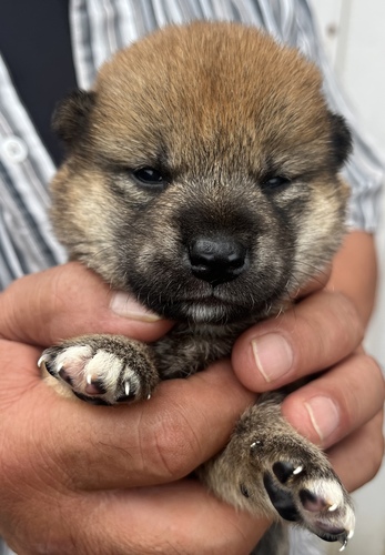 柴犬・豆柴 犬の販売・譲渡 9589 ショータイプの男の子