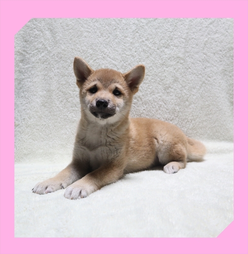 柴犬・豆柴 犬の販売・譲渡 9590 ●赤柴・総額価格です。●