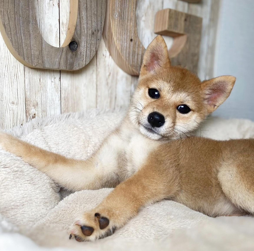 柴犬・豆柴 犬の販売・譲渡 9591 激かわおんなのこ