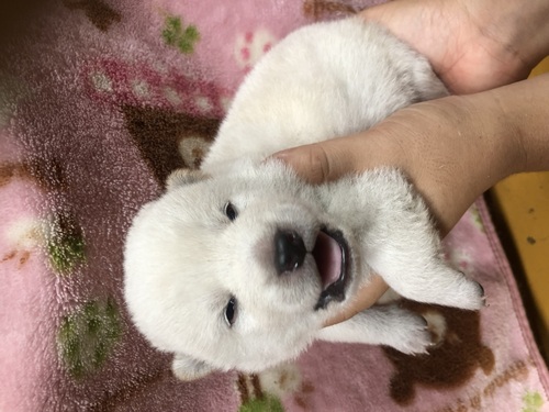 柴犬・豆柴 犬の販売・譲渡 9592 熊本より黒柴・白柴発信