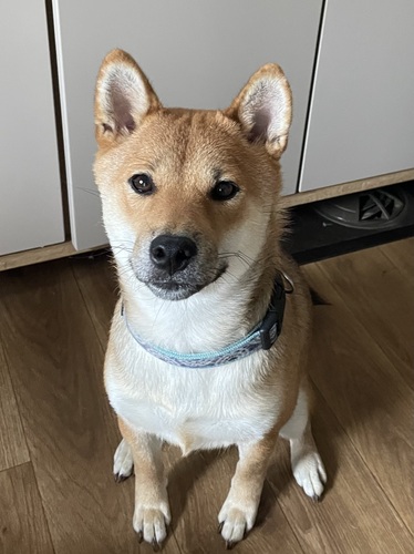 柴犬・豆柴 犬の販売・譲渡 9594 決まりました!