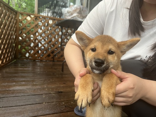 柴犬・豆柴 犬の販売・譲渡 9598 可愛い赤柴
