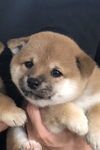 柴犬・豆柴 犬の販売・譲渡 9600 まんまる可愛い〜豆しばちゃん