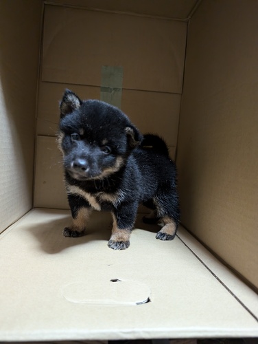 柴犬・豆柴 犬の販売・譲渡 9601 豆柴男の子