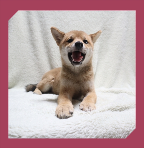 柴犬・豆柴 犬の販売・譲渡 9602 ●赤柴・総額価格です。●