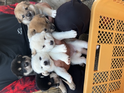 柴犬・豆柴 犬の販売・譲渡 9603 標準サイズより少し小さな可愛い子犬が生まれました