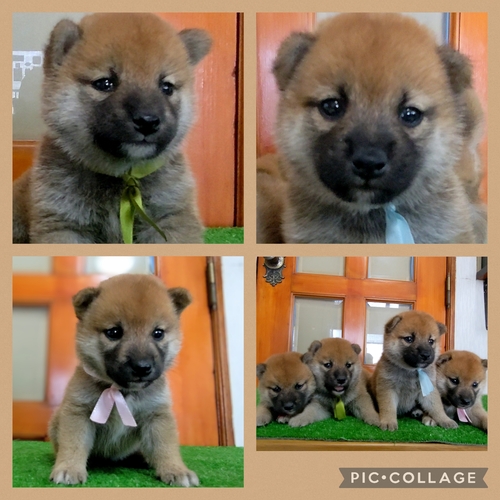 ★父犬豆柴認定犬★小さな柴犬 犬の販売 9613