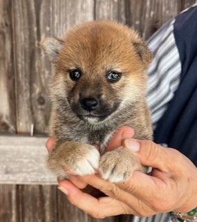 柴犬・豆柴 犬の販売・譲渡 9616 ★★★父親は受賞犬 赤柴メス 9万円★★★