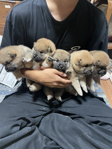 柴犬・豆柴 犬の販売・譲渡 9617 可愛い5兄妹