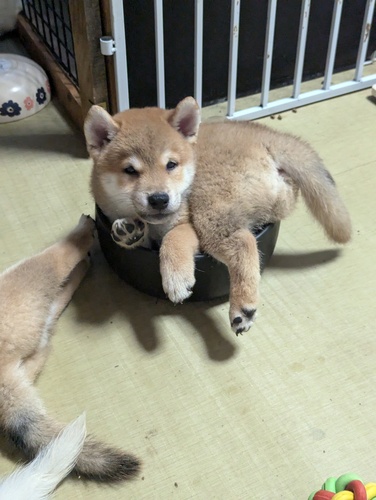 ありがとうございました 犬の販売 9618