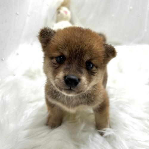 柴犬・豆柴 犬の販売・譲渡 9619 激かわちびちびしばちゃん