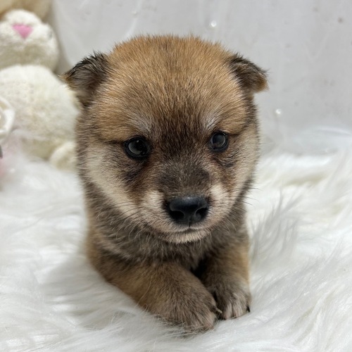 柴犬・豆柴 犬の販売・譲渡 9620 ちびちび甘えん坊しばくん