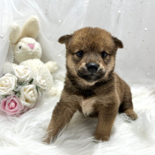 柴犬・豆柴 犬の販売・譲渡 9621 ちびちび人大好きしばくん