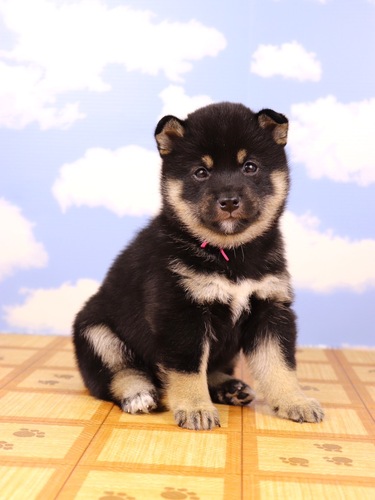 柴犬・豆柴 犬の販売・譲渡 9622 「豆柴」3兄弟、雄2雌1生まれました。