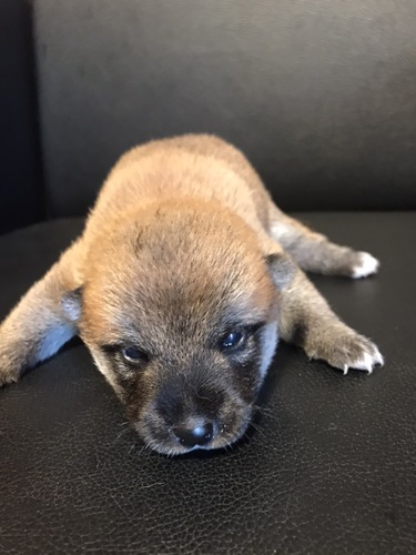 柴犬・豆柴 犬の販売・譲渡 9623 お母さんは小さめの柴パピーちゃん♪♪
