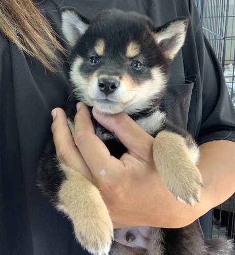 柴犬・豆柴 犬の販売・譲渡 9624 ありがとうござきました