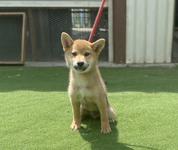 柴犬オス・長野県・性格良く健全です。 犬の販売 9625