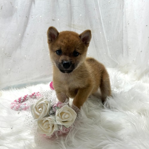 柴犬・豆柴 犬の販売・譲渡 9627 ふわふわしばくん