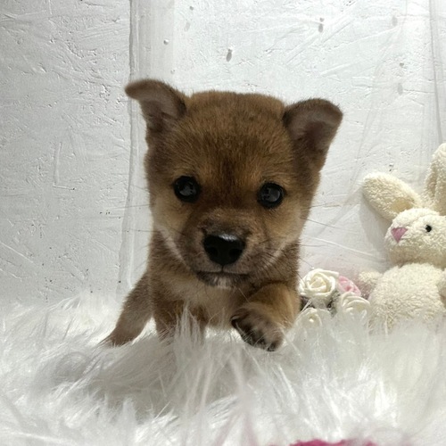柴犬・豆柴 犬の販売・譲渡 9628 まるまるしばくん
