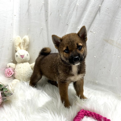 柴犬・豆柴 犬の販売・譲渡 9629 ありがとうございます!