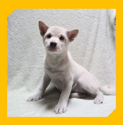 柴犬・豆柴 犬の販売・譲渡 9630 ●白柴・総額価格です。●