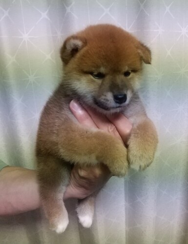 柴犬子犬(メス)血統書付 犬の販売 9636