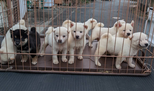 小ぶりで可愛い仔犬が生まれました。 犬の販売 9638