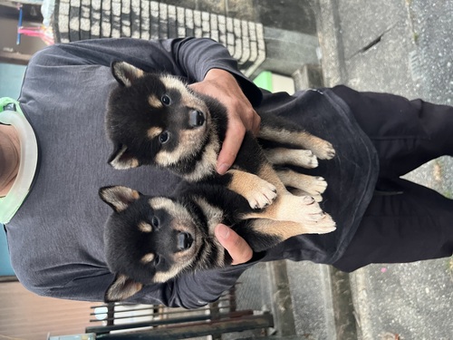柴犬・豆柴 犬の販売・譲渡 9640 件名なし 子犬販売の情報