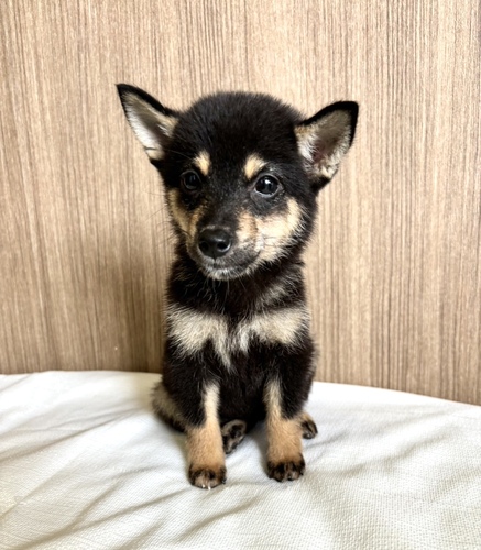 柴犬・豆柴 犬の販売・譲渡 9643 柴犬 黒 女の子