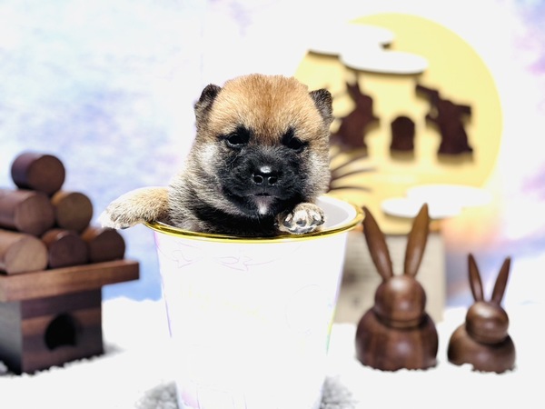 柴犬8万男の子 犬の販売 9644