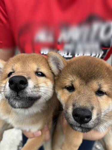 柴犬・豆柴 犬の販売・譲渡 9646 可愛い女のコ