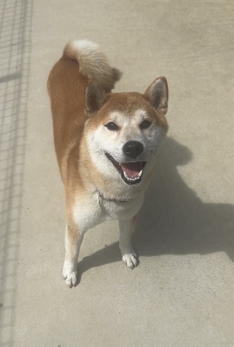 柴犬・豆柴 犬の販売・譲渡 9647 可愛い柴犬の男の
