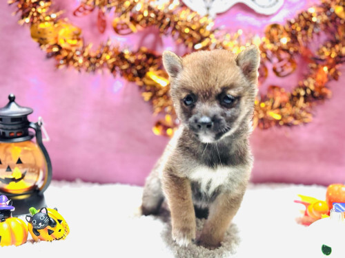 豆しばの男の子!可愛いです 犬の販売 9648