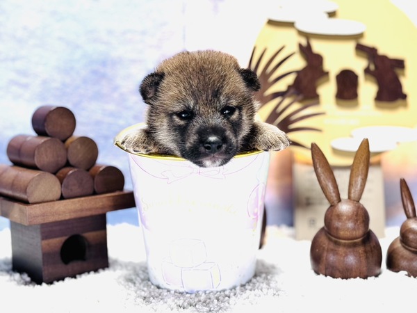 柴犬8万の3兄弟 犬の販売 9650