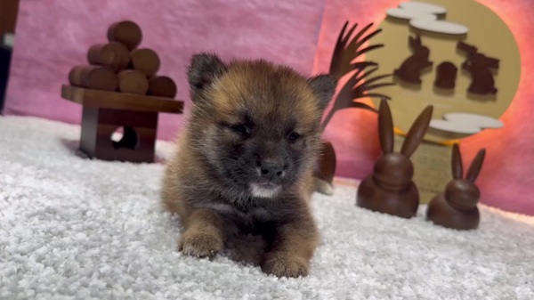柴犬の美人ちゃん7万円 犬の販売 9651