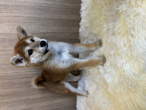 柴犬・豆柴 犬の販売・譲渡 9652 ムチムチな男の子